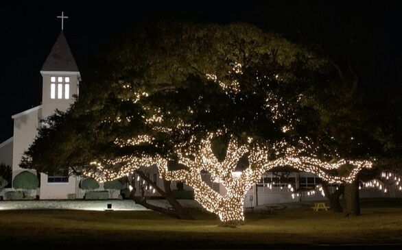 Oak tree lit up with Christmas lights